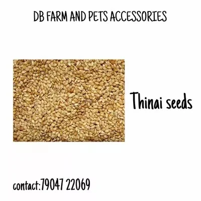 Thinai 1 Kg Pack